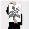 Picture of Black Watercolour Botanical I _GroupedProduct_Rectangle_Portrait_Canvas_