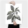 Picture of Black Watercolour Botanical I _GroupedProduct_Rectangle_Portrait_Canvas_