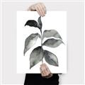 Picture of Black Watercolour Botanical II  _GroupedProduct_Rectangle_Portrait_Canvas_