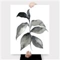 Picture of Black Watercolour Botanical II  _GroupedProduct_Rectangle_Portrait_Canvas_