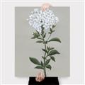 Picture of White flower I  _GroupedProduct_Rectangle_Portrait_Canvas_