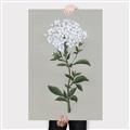 Picture of White flower I  _GroupedProduct_Rectangle_Portrait_Canvas_