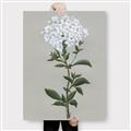 Picture of White flower I  _GroupedProduct_Rectangle_Portrait_Canvas_