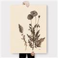 Picture of Vintage Botanical I  _GroupedProduct_Rectangle_Portrait_Canvas_