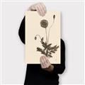 Picture of Vintage Botanical II  _GroupedProduct_Rectangle_Portrait_Canvas_