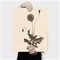 Picture of Vintage Botanical II  _GroupedProduct_Rectangle_Portrait_Canvas_