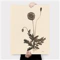 Picture of Vintage Botanical II  _GroupedProduct_Rectangle_Portrait_Canvas_