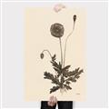 Picture of Vintage Botanical II  _GroupedProduct_Rectangle_Portrait_Canvas_