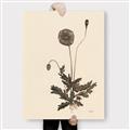 Picture of Vintage Botanical II  _GroupedProduct_Rectangle_Portrait_Canvas_