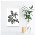 Picture of Black Watercolour Botanical I _GroupedProduct_Rectangle_Portrait_Canvas_