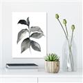 Picture of Black Watercolour Botanical II  _GroupedProduct_Rectangle_Portrait_Canvas_