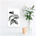 Picture of Black Watercolour Botanical II  _GroupedProduct_Rectangle_Portrait_Canvas_