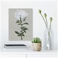 Picture of White flower I  _GroupedProduct_Rectangle_Portrait_Canvas_