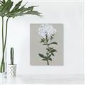 Picture of White flower I  _GroupedProduct_Rectangle_Portrait_Canvas_