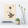 Picture of Vintage Botanical II  _GroupedProduct_Rectangle_Portrait_Canvas_