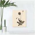 Picture of Vintage Botanical II  _GroupedProduct_Rectangle_Portrait_Canvas_