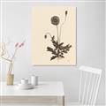 Picture of Vintage Botanical II  _GroupedProduct_Rectangle_Portrait_Canvas_