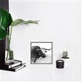 Picture of Sketched Horned Cow _GroupedProduct_Square_Canvas_Framed_