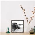 Picture of Sketched Horned Cow _GroupedProduct_Square_Canvas_Framed_