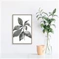 Picture of Black Watercolour Botanical I _GroupedProduct_Rectangle_Portrait_Canvas_Framed_