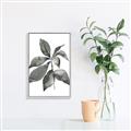Picture of Black Watercolour Botanical I _GroupedProduct_Rectangle_Portrait_Canvas_Framed_