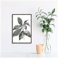 Picture of Black Watercolour Botanical I _GroupedProduct_Rectangle_Portrait_Canvas_Framed_