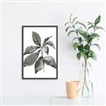 Picture of Black Watercolour Botanical I _GroupedProduct_Rectangle_Portrait_Canvas_Framed_