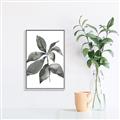 Picture of Black Watercolour Botanical I _GroupedProduct_Rectangle_Portrait_Canvas_Framed_