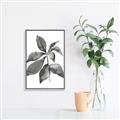 Picture of Black Watercolour Botanical I _GroupedProduct_Rectangle_Portrait_Canvas_Framed_