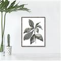 Picture of Black Watercolour Botanical I _GroupedProduct_Rectangle_Portrait_Canvas_Framed_