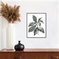 Picture of Black Watercolour Botanical I _GroupedProduct_Rectangle_Portrait_Canvas_Framed_