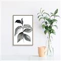 Picture of Black Watercolour Botanical II  _GroupedProduct_Rectangle_Portrait_Canvas_Framed_