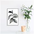 Picture of Black Watercolour Botanical II  _GroupedProduct_Rectangle_Portrait_Canvas_Framed_