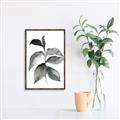 Picture of Black Watercolour Botanical II  _GroupedProduct_Rectangle_Portrait_Canvas_Framed_