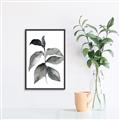 Picture of Black Watercolour Botanical II  _GroupedProduct_Rectangle_Portrait_Canvas_Framed_