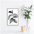 Picture of Black Watercolour Botanical II  _GroupedProduct_Rectangle_Portrait_Canvas_Framed_