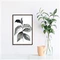 Picture of Black Watercolour Botanical II  _GroupedProduct_Rectangle_Portrait_Canvas_Framed_