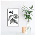 Picture of Black Watercolour Botanical II  _GroupedProduct_Rectangle_Portrait_Canvas_Framed_