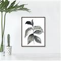 Picture of Black Watercolour Botanical II  _GroupedProduct_Rectangle_Portrait_Canvas_Framed_