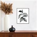 Picture of Black Watercolour Botanical II  _GroupedProduct_Rectangle_Portrait_Canvas_Framed_