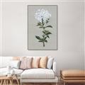Picture of White flower I  _GroupedProduct_Rectangle_Portrait_Canvas_Framed_