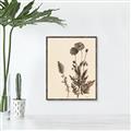 Picture of Vintage Botanical I  _GroupedProduct_Rectangle_Portrait_Canvas_Framed_