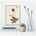Picture of Vintage Botanical II  _GroupedProduct_Rectangle_Portrait_Canvas_Framed_