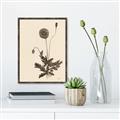 Picture of Vintage Botanical II  _GroupedProduct_Rectangle_Portrait_Canvas_Framed_
