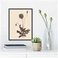 Picture of Vintage Botanical II  _GroupedProduct_Rectangle_Portrait_Canvas_Framed_