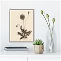 Picture of Vintage Botanical II  _GroupedProduct_Rectangle_Portrait_Canvas_Framed_