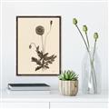 Picture of Vintage Botanical II  _GroupedProduct_Rectangle_Portrait_Canvas_Framed_