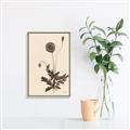 Picture of Vintage Botanical II  _GroupedProduct_Rectangle_Portrait_Canvas_Framed_