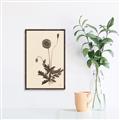 Picture of Vintage Botanical II  _GroupedProduct_Rectangle_Portrait_Canvas_Framed_