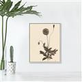Picture of Vintage Botanical II  _GroupedProduct_Rectangle_Portrait_Canvas_Framed_